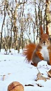 Witness this adorable red squirrel's speedy walnut snatch! These nimble forest dwellers are always on the lookout for their next meal. Fun Fact: Red squirrels don't hibernate! They stay active all winter long, relying on their food caches and their thick, warm winter coats to survive the cold. #RedSquirrel #ForestAnimals #WildlifeFacts #NatureLovers #SquirrelAntics | Listpull