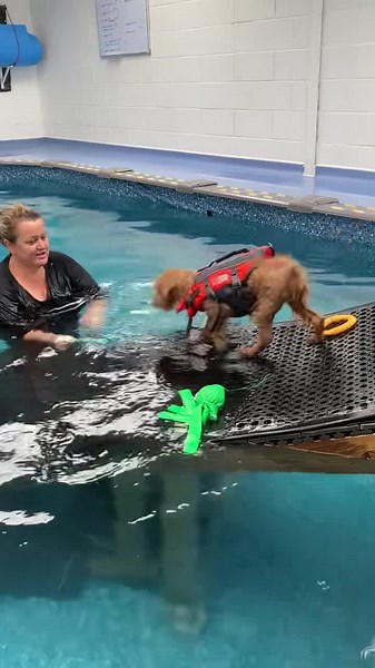 Puppy swimming lesson #labradoodlepuppies #labradoodles #labradoodlesforlife #dogsoftiktok #puppy #dogskiss #puppy #puppiesoftiktok #