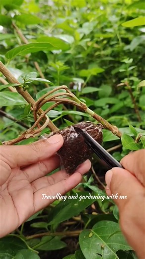 Air Layering with Plastic Panni 😱 | New Roots in Cocopit | @Travelling and Gardening with Me