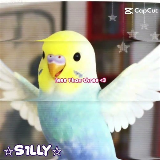 Lou pii !! #birds #logo x3 8 9 ‪@Calopsita-e2v‬ ‪@Parrot_zito‬ ‪@SkyTheFoxOfficial‬