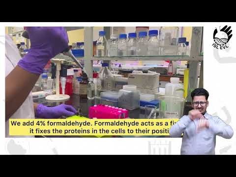 What Does Bacteria Look Like Under a Light vs Electron Microscope