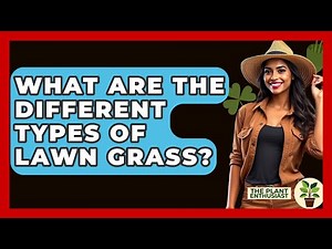 What Are The Different Types Of Lawn Grass? - The Plant Enthusiast
