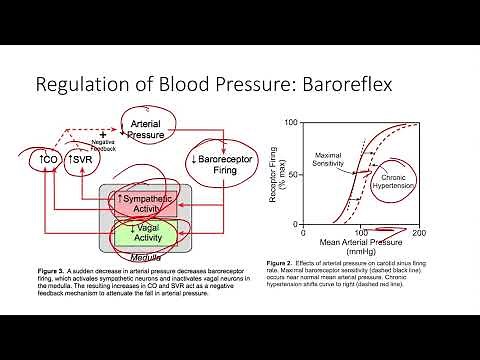 Regulation of Blood Pressure 1: Baroreflex