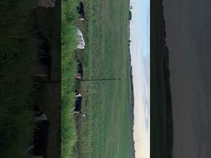 Two aunts two nieces