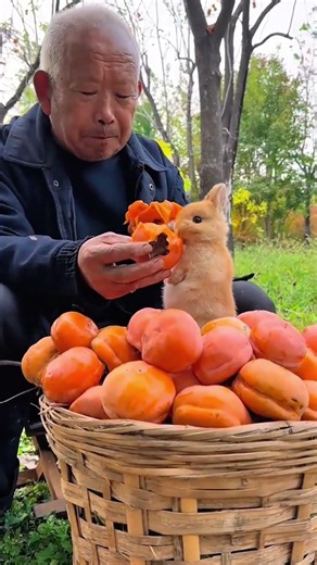 Kelinci Pencuri Buah Ini Malah Jadi Sahabat Petani🐰❤️ #rabbit #animals #shots
