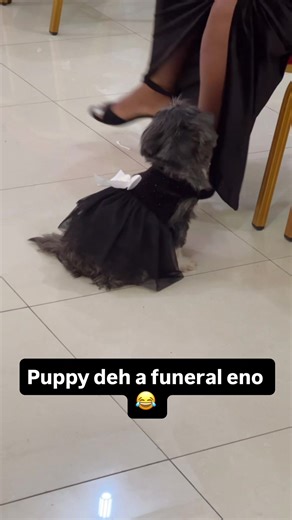 😂 puppy clean a funeral eno #funeral #puppytiktok #puppylove