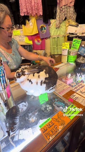 Working bunny in Eureka Springs Arkansas - what to know