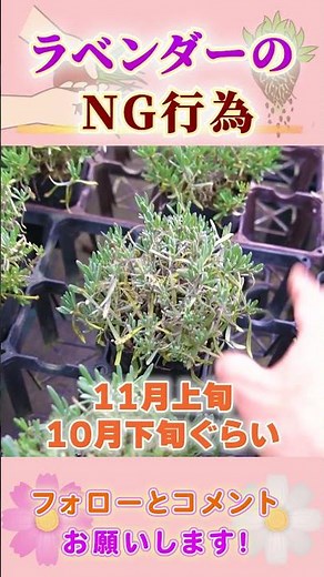 Lavender winter care tips by Gardening Channel 844 #Gardening #Gardening #Beginner