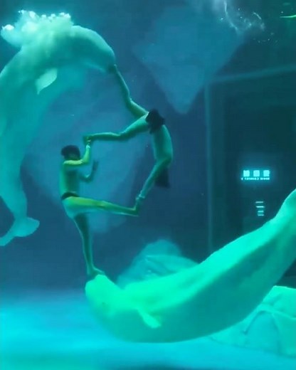 Amazing Beluga Whale 🐋 Show! Two Belugas Perform Stunning Tricks With Their Trainers #whale #shorts