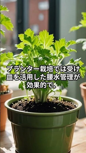 【初心者向け】セリの育て方完全ガイド｜家庭菜園で春の味覚を楽しむ方法 #農業 #家庭菜園