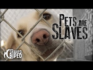 Pets are Slaves