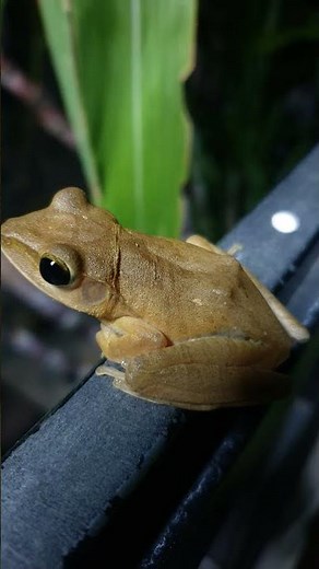 Tree Frog sound #frog #shorts