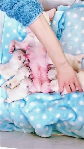 Cutest Puppy Ever 🐶 #Puppy #CutePuppy #Dogs #DogLovers #Pets