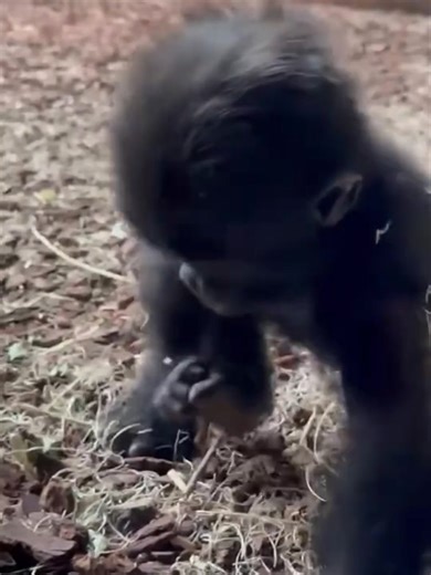POV: You just discovered your foot 😂🦍 Mboka Jo is too cute 💚 #babygorilla #cuteanimals #animalsoftiktok #wildlife #fyp #foryou #wholesome #animalmoments #gorilla #cute
