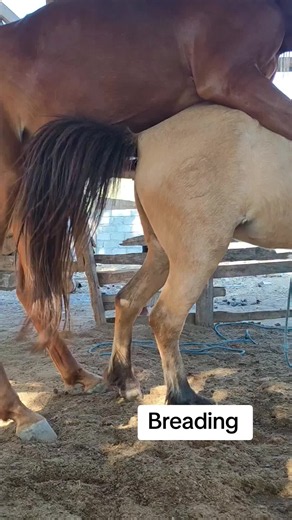 Horses 🐴 Breading ##animallifefarrier ##farriersoftiktok #horslover #horsetok #tiktokgrowth