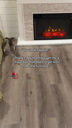 Affordable enrichment toy for cats small dogs This moving teaser ball encourages natural hunting instincts, keeps indoor pets active, and comes with extra tails so they stay engaged longer. USB rechargeable durable design. | Link in bio🚨 #petenrichment #catparents #dogandcattoys #petcaretips #cat