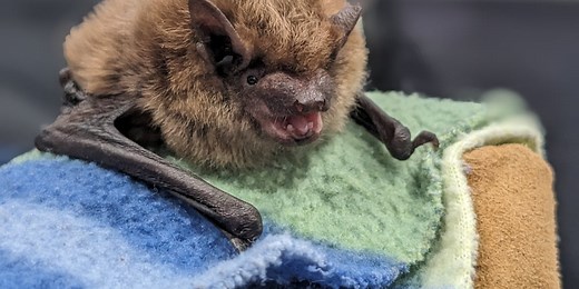 Southwest Virginia Wildlife Center discusses the benefits of bats