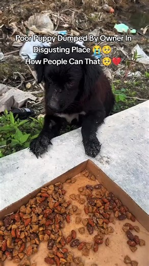 Rescue Journey of a Abandoned Lab Puppy