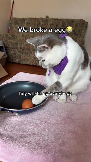 Can Cats Eat Raw Eggs? Exploring the Myth