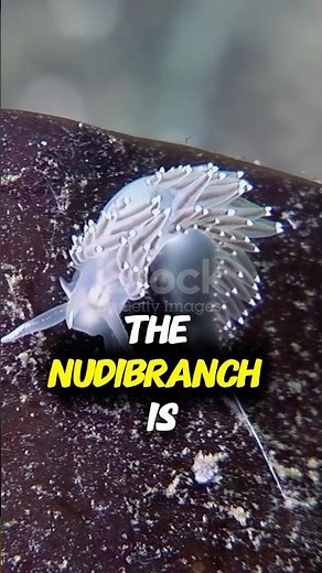 Nudibranch 🐚 | The Ocean’s Most Colorful Creature!