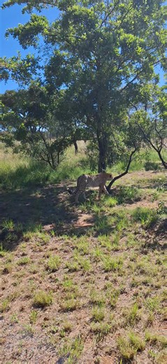 Cheetah Experience on Reels