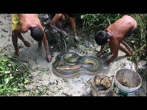 Amazing catch water snake by hand in Rice Field - How to catch water snake