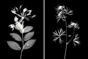Gorgeous black-and-white images of plants