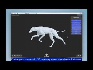 Canine gaits and walk cycles animated - 3D Veterinary Anatomy