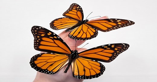 Monarch Butterfly Life Span - Learn About Nature