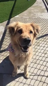 RESCUED by Golden Rescue South Florida 🎉💕Please honor pledges and donate here to help with Bubu's medical care: http://www.goldenrescuesouthflorida.com/howtohelp.html Thank you all for sharing and caring 💕 🆘🆘🆘Oh Bubu ! #A1847325 6yr female old Golden Retriever Mix found as a stray but no one showed up for her. She's Truly a Doll and she gets lots of attention but unfortunately Bubu has a heart murmur and mammary masses filled with fluid making it really hard for her to get adopted . The Sh