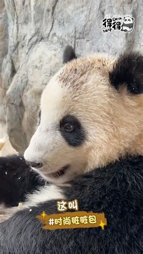 #panda #熊猫 細佬也是挖上煤了哈哈哈哈😂😂