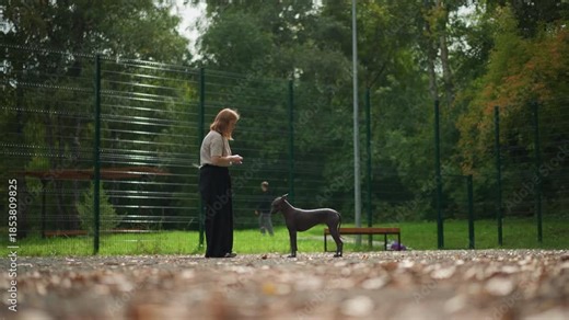 Woman Trains Her Dog In Autumn Setting, Female Trainer Working With Dog Amid Fall Foliage Outdoors, Woman Conducts Dog Obedience Practice Near Fence With Fallen Leaves Surrounding Them