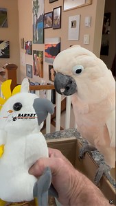 An awesome box of stuff from Auntie J in the Netherlands 😃🧡 #barneythewestcoastcockatoo | Barney the West Coast Cockatoo