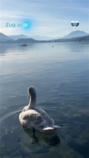 Swan on the lake of Zug. #swissdannyzug #lakeofzug #lake #swan #zugvideos
