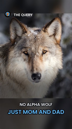 He Helped Make 'Alpha Wolf' Famous, Then Spent Decades Taking It Back #Shorts