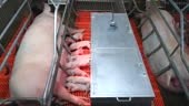 view Piglets suckling milk from their mother at pig farm