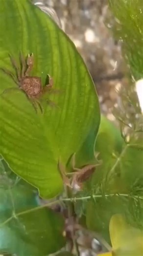 1.3K views · 6 comments | ✅ Thai Micro Crab – a rare and tiny freshwater crab, perfect for nano tanks. Peaceful and shy, they thrive in planted aquariums and help clean up leftover food. #ThaiMicroCrab #NanoTank #FreshwaterCrab #PlantedTank #AquariumPets #ShrimpSafe | Vivarium Manila | Facebook