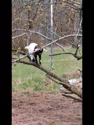 Nigerian Dwarf not Mountain goat...are you confused about your identity?