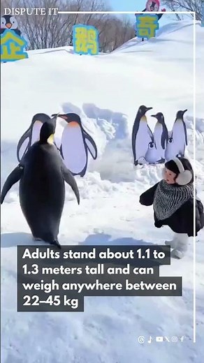 Giants of the Penguin World