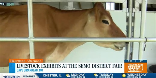 Livestock exhibits at the SEMO District Fair