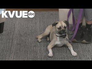 Meet Greg, a dog available to adopt from the Central Texas SPCA | Pet of the Week