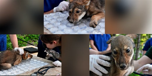 Zoo celebrates birth of 4 nearly-extinct American red wolves at new wildlife reserve