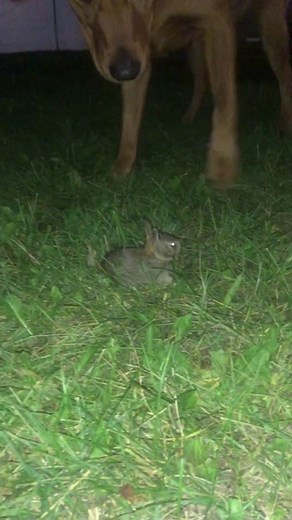 Rabbit and Ricky the Red Lab Adventure Dog Hunt