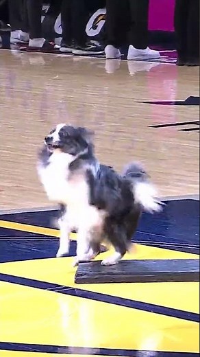 Dog Jump Ropes Double Dutch Style While Two Other Dogs Hold Ropes at Indiana Pacers Game 🤯