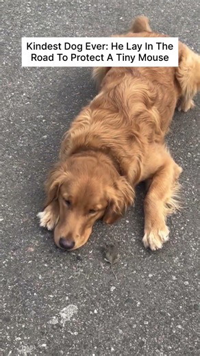 Kindest Dog Ever: He Lay In The Road To Protect A Tiny Mouse