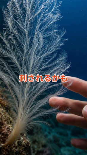 【衝撃】知ると海の見方が変わる生き物#ハネウミヒドラ#生き物#動物