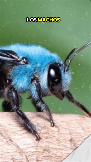 Importancia de las Abejas Azules en el Ecosistema