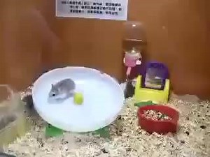 Crazy hamsters stuck on a spinning wheel! Can't stop giggling over this. Two hamsters get stuck on a spinning wheel. Pass this one on to anyone needing a laugh! video credit to owner | Lakwatsa