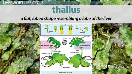 Liverwort Life Cycle | Overview, Characteristics & Phases