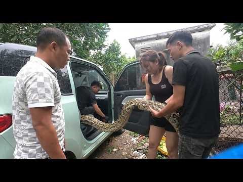 hocking Rescue! Giant Python Found Inside Car – Brave Team Safely Removes Huge Snake 😱🐍ninh 20